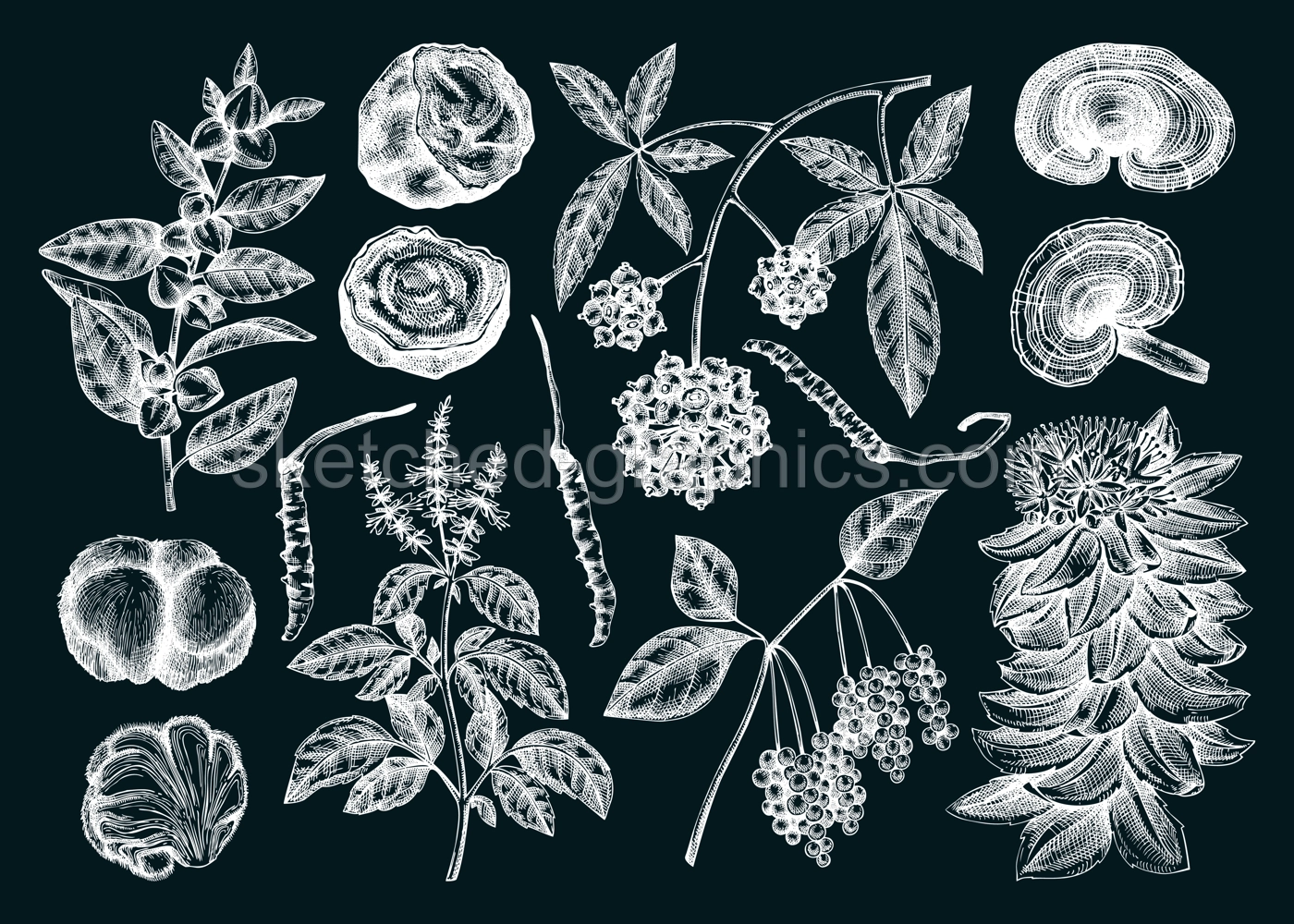 Adaptogenic plant and mushroom sketches set. Hand drawn vector illustrations. Healing herb, medicinal mushroom drawinds on chalkboard. NOT AI generated  Illustration